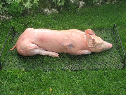 pigg.JPG