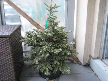 springpatio1.JPG