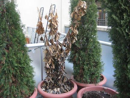springpatio7.JPG