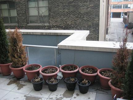 springpatio9.JPG
