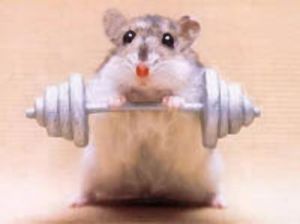 gymrats.jpg