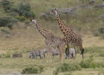 giraffe.JPG